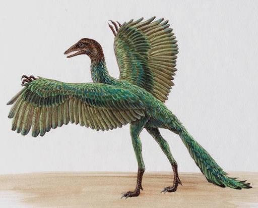 Zgodovina ptic Razvili so se iz dinozavrov v zgodnji juri pred približno 180