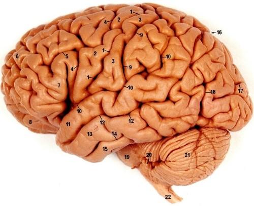 Razum Veliki možgani so se pri sesalcih izredno razvili. Najbolj se je povečala skorja velikih možganov, v kateri so asociacijska središča.