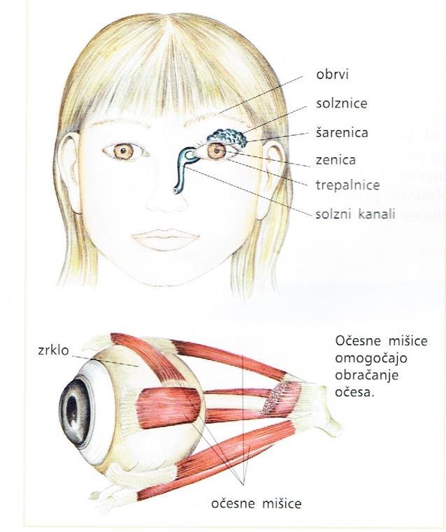 1.3 Teoretične osnove 1.3.1 Oko Oko je eno izmed čutil našega telesa. Je paren organ, ki pretvarja svetlobne dražljaje v živčna vzburjenja, ki nato kot električni impulzi potujejo v možgane.