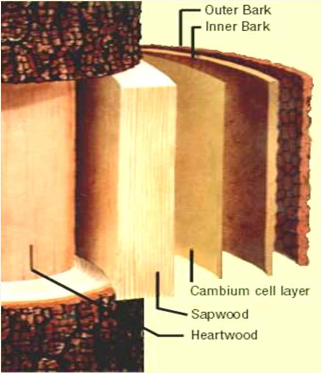 geometrije lesenega elementa oziroma strukture prečno na vlakna zaradi delovanja kot posledica