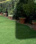 Pieris Pieris Je prijazna, počasi rastoča grmovnica, ki potrebuje kisla tla in nekaj sence v vročem poletju.
