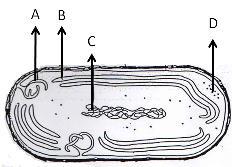 1. Shema prikazuje lizni (litični) cikel bakteriofaga. Kaj je na shemi ponazorjeno s črko D? A. Vstop virusa v gostiteljsko celico. B.