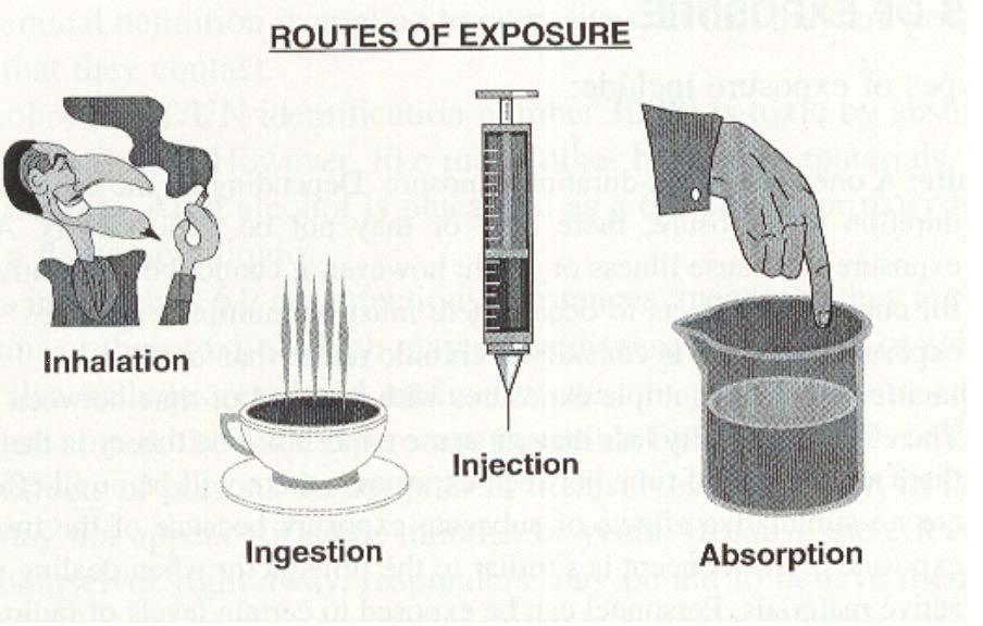 Slika 4: Način vstopa strupene kemikalije v telo.