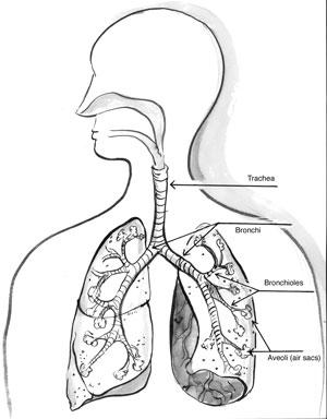 4. OPREMA ZA VAROVANJE DIHAL Dihanje je proces, ki je nujen za življenje. Telesne celice namreč za življenje potrebujejo kisik, s katerim se naše telo oskrbuje iz zraka s pomočjo procesa dihanja.