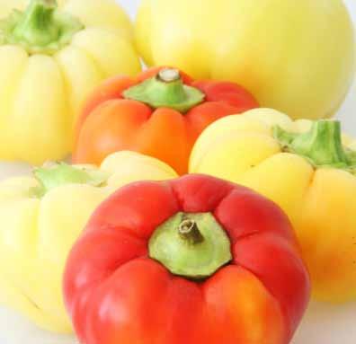 U Paprika BOTINSK RUMEN Srednje zgodnja paprika za svežo rabo in vlaganje. Sprva bledo rumeni plodovi se kasneje obarvajo rdeče. So okrogle oblike, imajo debelo meso in so sladkega okusa.
