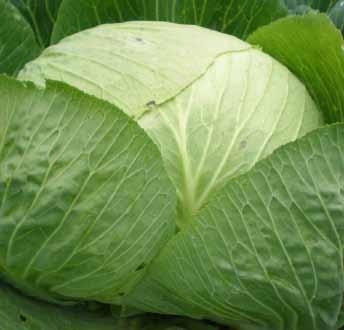 Zelje LJUBLJNSKO Je srednje pozna slovenska sorta. Ploščato okrogle, svetlo zelene glave (4 kg) so uporabne za solato, kisanje in skladiščenje. Cenjeno je zaradi okusnih listov in velikega pridelka.