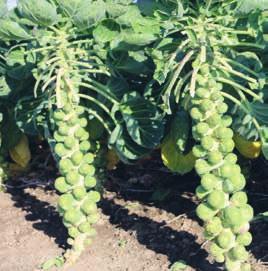 OHROVT (Brassica oleracea var. Sabauda) LISTNI RAVEN F1 Izenačen v rasti s temno zelenimi nakodranimi in tankimi listi. Primeren za celoletno uporabo.