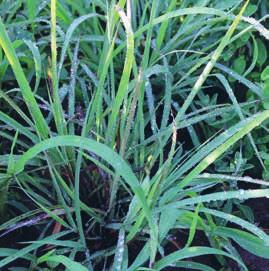Po cvetenju ni več primerna za kuhinjsko uporabo. LIMONSKA TRAVA (Cymbopogon sp.) Je dekorativna in enostavna za vzgojo.