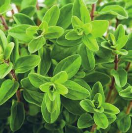 Listi imajo močen vonj, podoben zeleni, uporabljamo jih za odišavljenje juh in enolončnic.