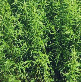 Liste pri kuhanju zelo pogosto uporabljamo zlasti za pice in paradižnikove omake PEHTRAN (Artemisia dracunculus) Je trajnica, visoka 60 do 120 cm.