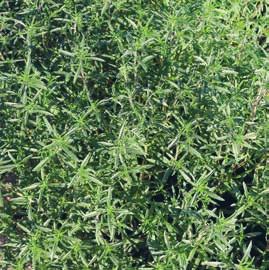 ZAČIMBNICE IN DIŠAVNICE ŠETRAJ (Satureja montana) Gosta, močno razvejana, zelo aromatična enoletna rastlina, ki zraste do 40 cm.