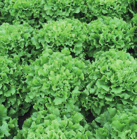 ENDIVIJA (Cichorium endivia) Endivija bo hvaležna za sončno lego, vlažna in hranljiva ter rahla tla.
