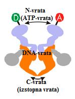 DNA topoizomeraze so skupina proteinov, ki jih najdemo v prokariontskih in evkariontskih celicah ter v nekaterih virusih.