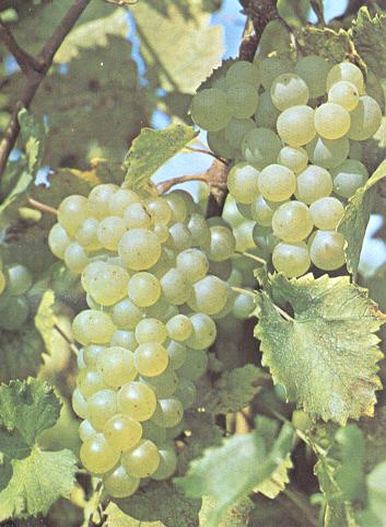 Furlan R. Pridelek klonskih kandidatov sorte 'Rebula' (Vitis vinifera L.) na dveh gojitvenih oblikah. 2 2 PREGLED OBJAV 2.