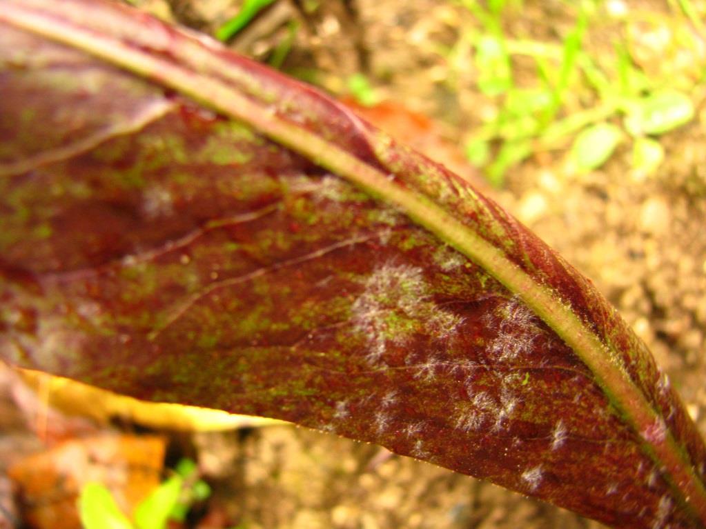 RADIČEVA RJA (Puccinia cichorii) Radičeva rja lahko okuži radič in endivijo. Znaki radičeve rje se pojavijo pozno poleti na zunanji strani stebel in listov kot rjasto obarvane bradavice.