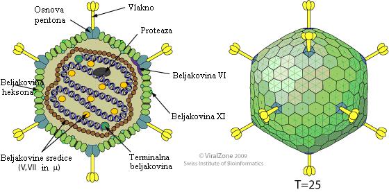 4 Heksoni vsebujejo beljakovine, ki stabilizirajo virus in so udeležene pri sestavljanju novih virusnih delcev. Beljakovine pentonov in vlakna pa sodelujejo pri vstopu virusa v celico gostitelja.
