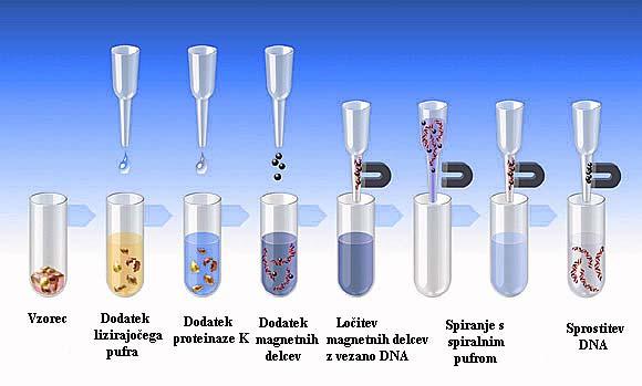 14 Osamitev nukleinske kisline temelji na tehnologiji magnetnih delcev in magnetizma (Slika 4). Slika 4: Osamitev nukleinske kisline s tehnologijo magnetnih delcev (Roche Applied, 2008).