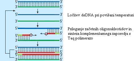 15 nukleotidnega zaporedja v vzorcu.